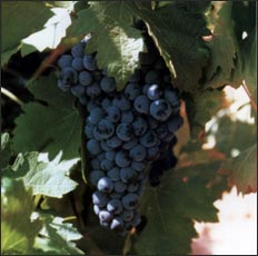 Uva tempranillo